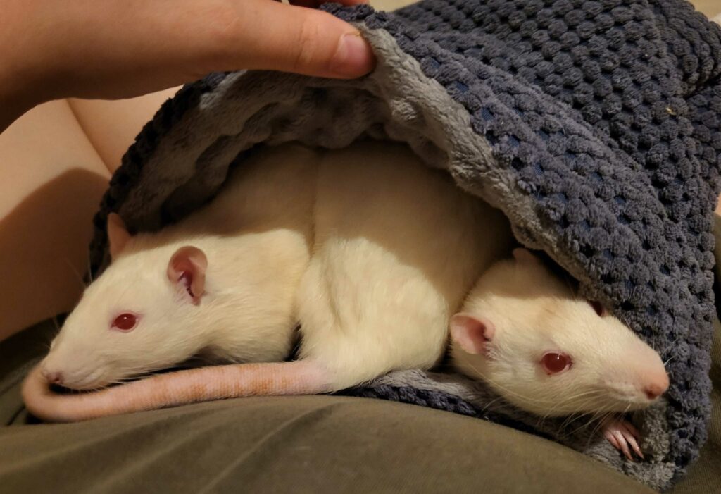 Trzy białe szczury siedzące w niewielkiej norce z materiału.