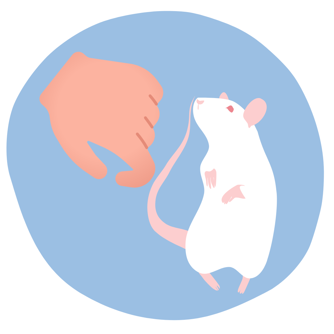 szczur wąchający rękę