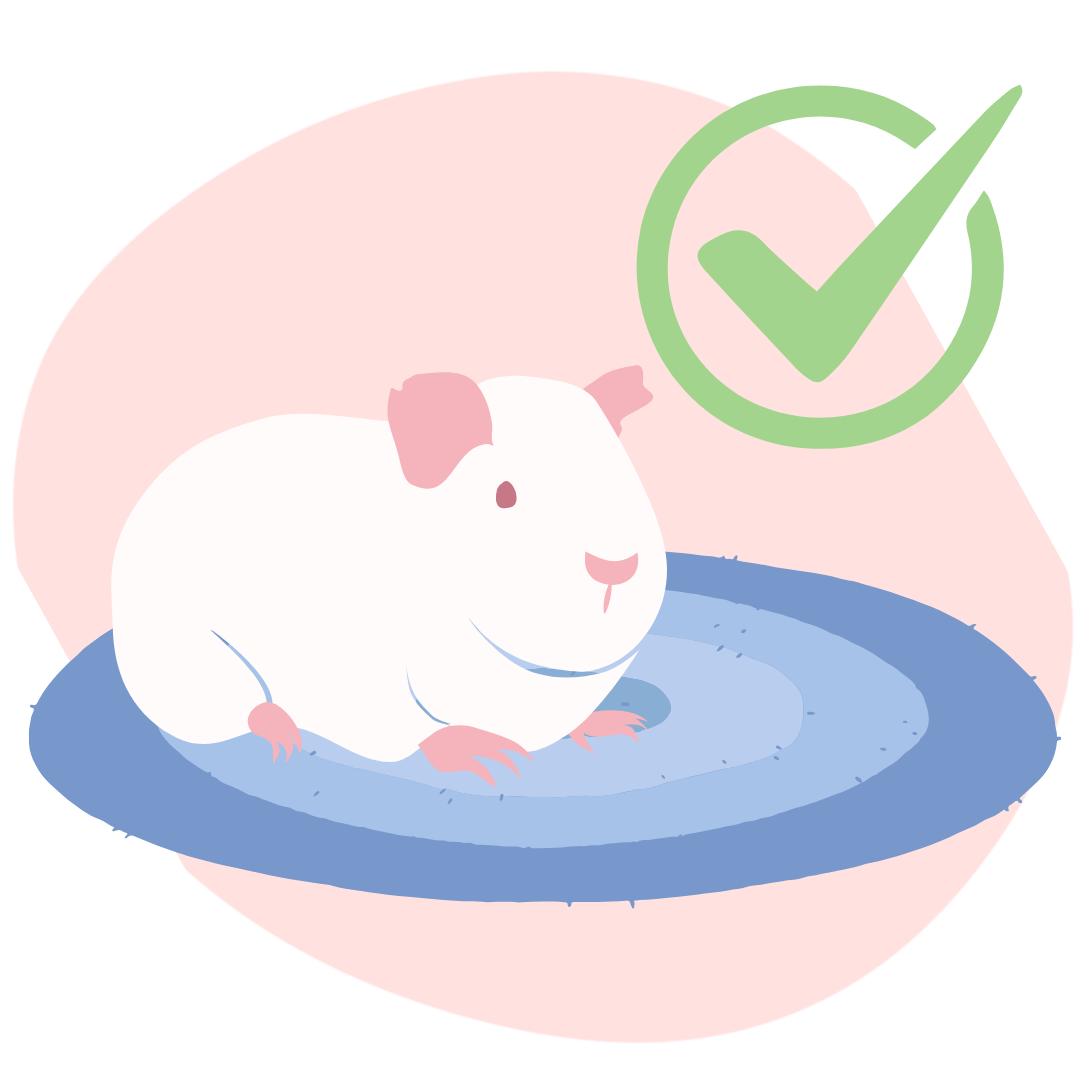 świnka morska na dywanie