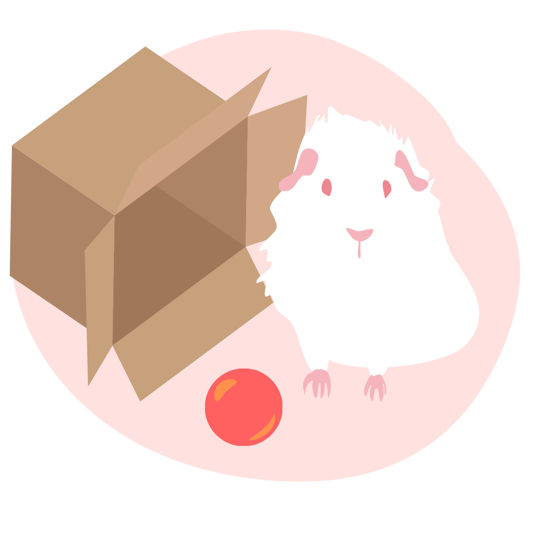 świnka morska z piłką obok pudełka