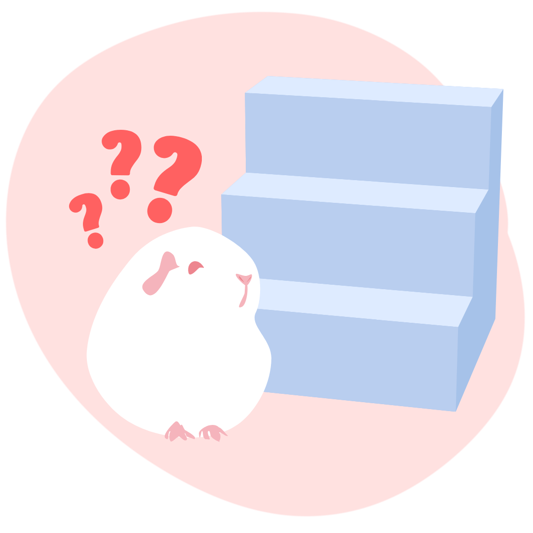 zdezorientowana świnka morska obok schodów