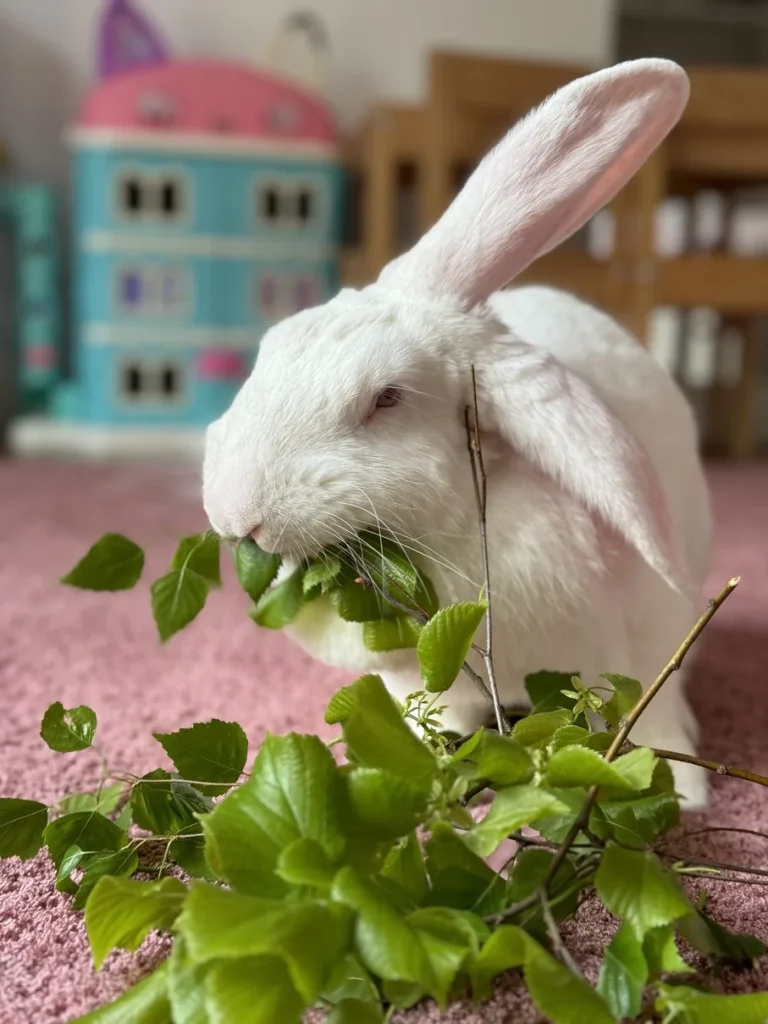 biały królik zjadający liście