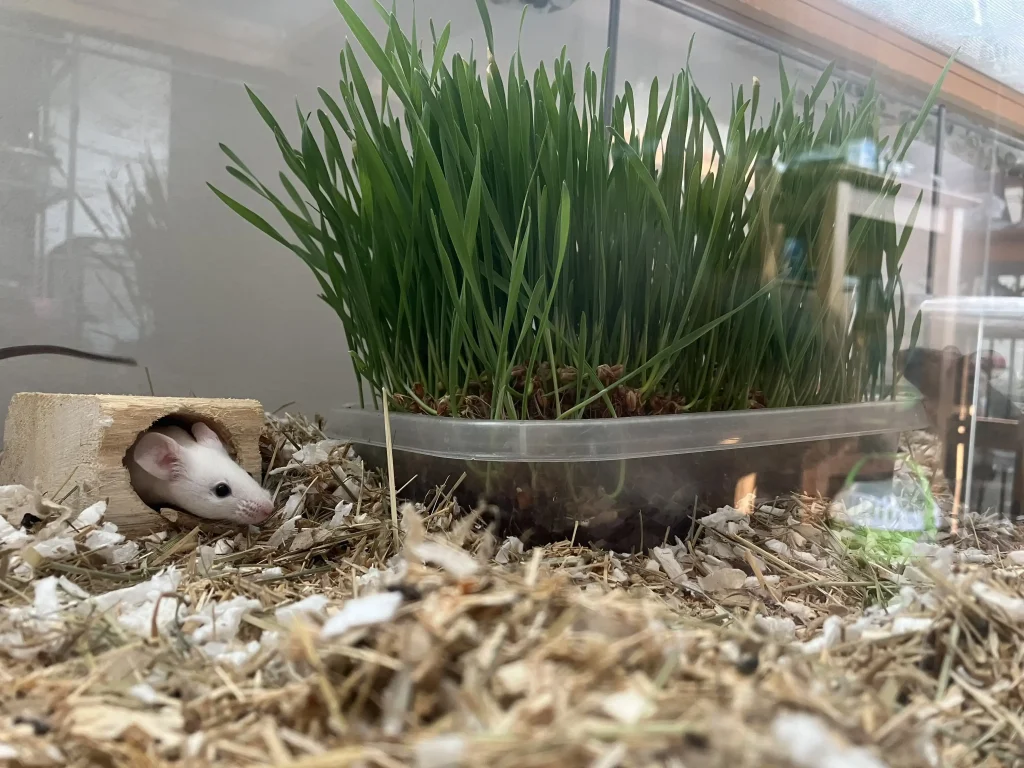 biała mysz w domku na trocinach z trawą w tle