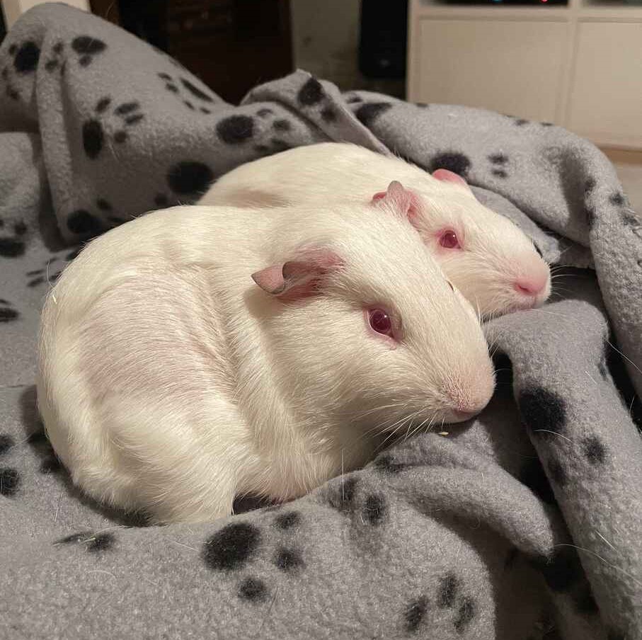 dwie białe świnki morskie na kocyku