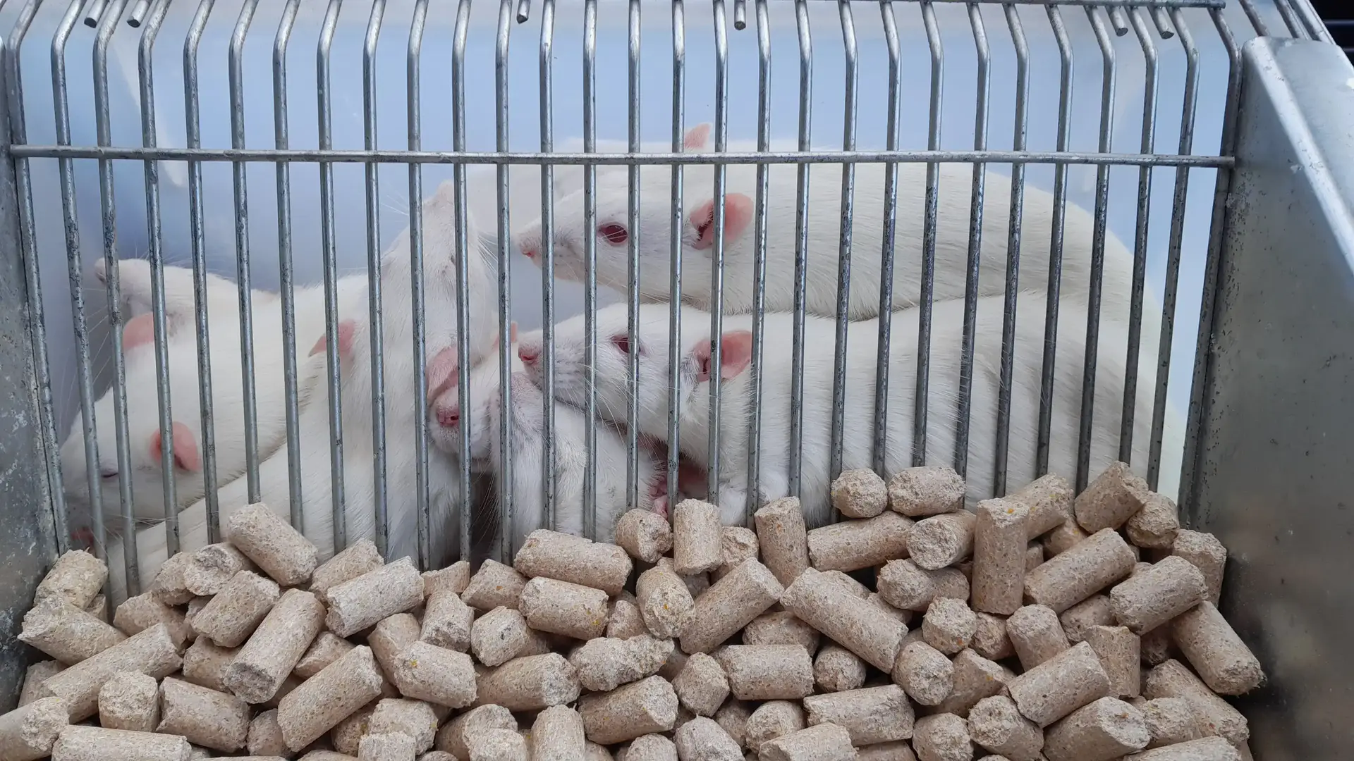 białe myszy za kratami