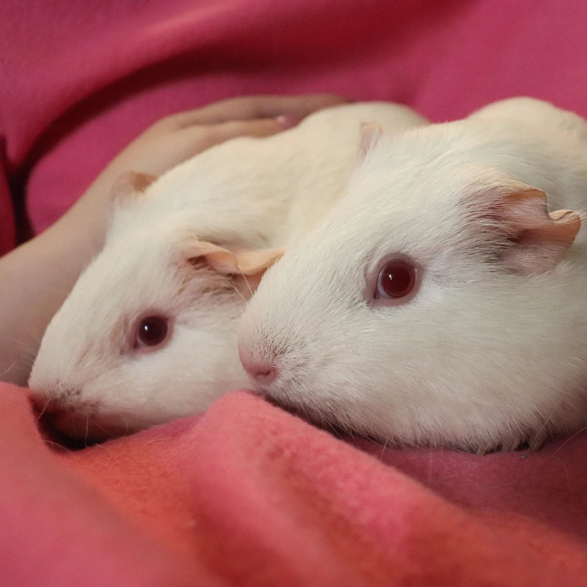 białe świnki morskie