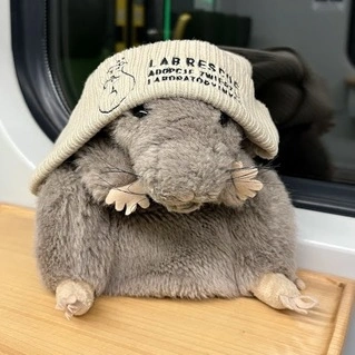 pluszowy szczur w czapce labrescue