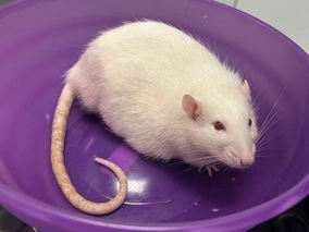 biały szczur