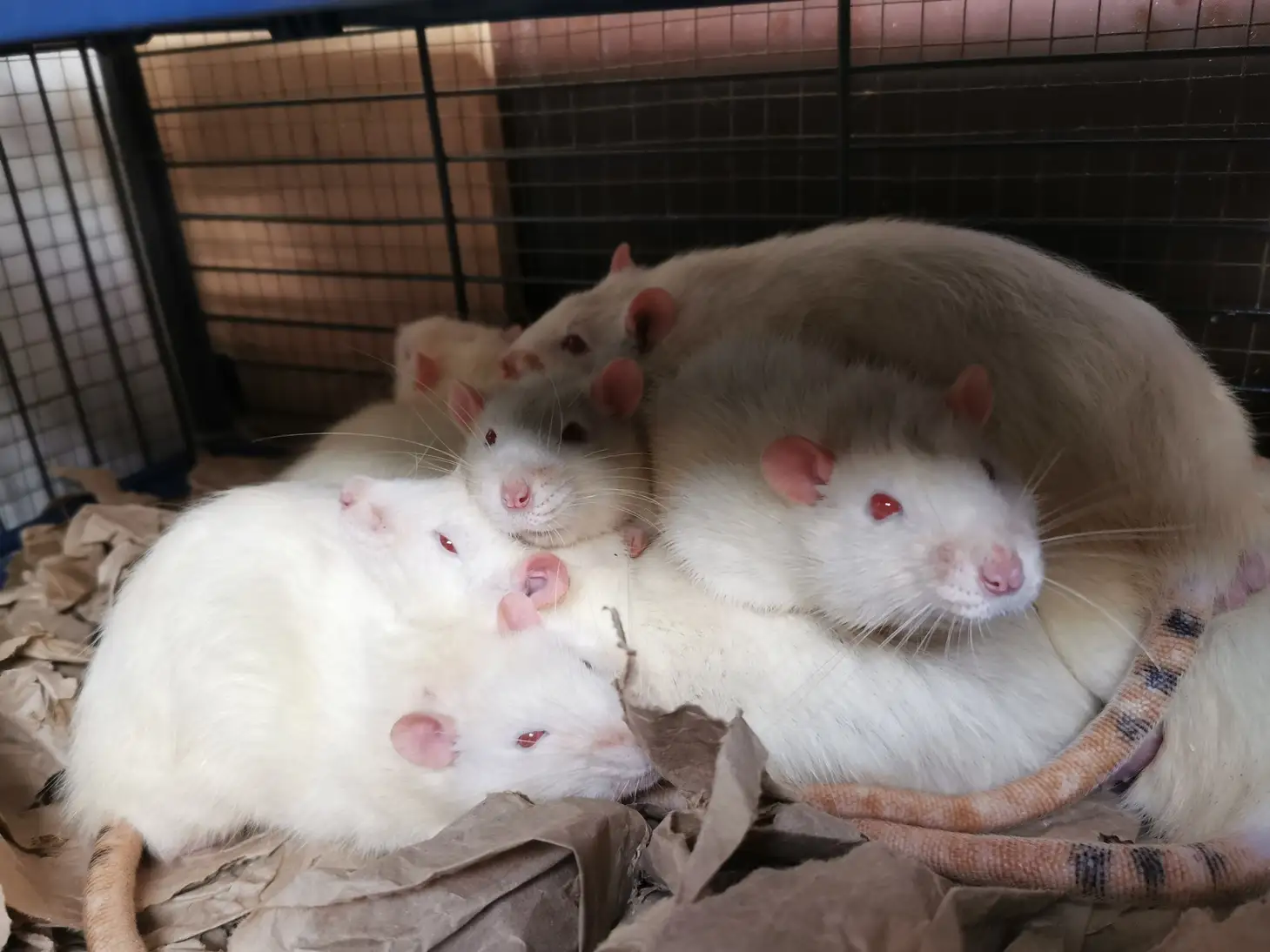 grupa białych szczurów leżących na sobie